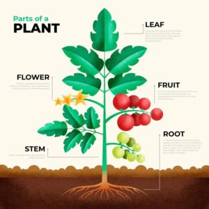 partes-planta-ingles